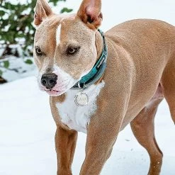 Heytea 2 Pièces De Plaques D’identité Avec Gravure. Adresse Tag Dog Tag Dog Tag Cadeau Personnalisé D’identification D’animal De Compagnie 8 Heytea 2 Pièces De Plaques D’identité Avec Gravure. Adresse Tag Dog Tag Dog Tag Cadeau Personnalisé D’identification D’animal De Compagnie -Pet Soin 612287030 max