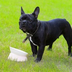 Unbranded Bulldog Anti-slip Dog Cat Bowl, Amovible, Pet Sterile Tilt Pet Feeder Ramp Base, Blanc, 1 Pack 8 Unbranded Bulldog Anti-slip Dog Cat Bowl, Amovible, Pet Sterile Tilt Pet Feeder Ramp Base, Blanc, 1 Pack -Pet Soin 615127897 max