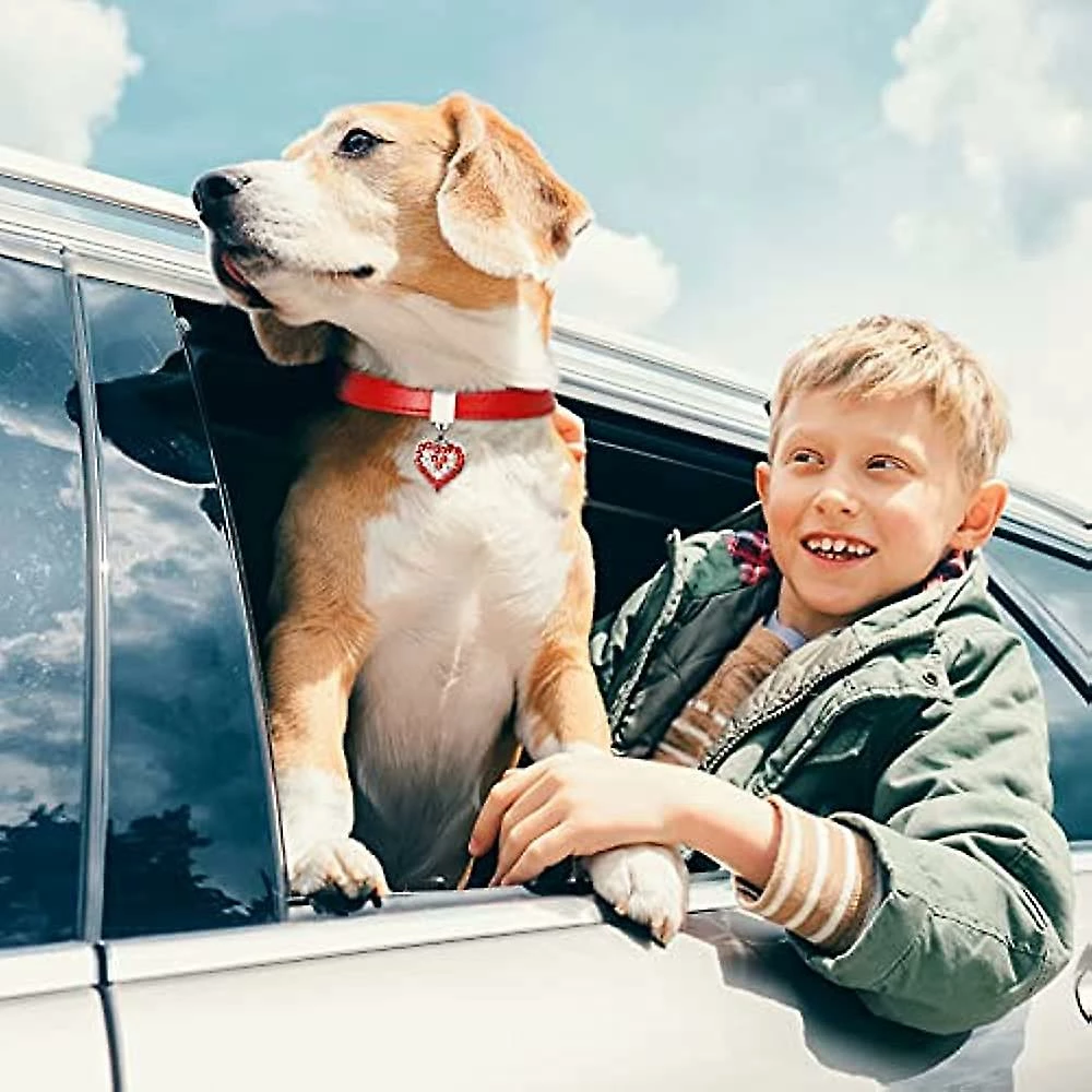 Unbranded Collier Pour Chien Pet Dog Chain Cat Collar Réglable Dog Collar Diamond Flash Dog Collar Dog Abdominal Wound Protection 2 Unbranded Collier Pour Chien Pet Dog Chain Cat Collar Réglable Dog Collar Diamond Flash Dog Collar Dog Abdominal Wound Protection – Image 2