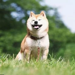 Unbranded 20pc Snap Hooks Pour Dog Leash Collar Linking, Heavy Duty Swivel Fermoir Eye Buckle Trigger Clip Pour P 7 Unbranded 20pc Snap Hooks Pour Dog Leash Collar Linking, Heavy Duty Swivel Fermoir Eye Buckle Trigger Clip Pour P -Pet Soin 620960028 max