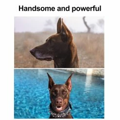 Unbranded Dog Ear Stand Up Support Tool Autocollant Dog Ear Stand Fixed Support Correction Vertical Tool 9 Unbranded Dog Ear Stand Up Support Tool Autocollant Dog Ear Stand Fixed Support Correction Vertical Tool -Pet Soin 624509650 max