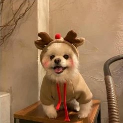 Wonderful Wow Xl Dog Cat Costume De Noël, Robe Drôle D’animal De Compagnie, Tenues De Chiot Vêtements De Noël Vêtements 9 Wonderful Wow Xl Dog Cat Costume De Noël, Robe Drôle D’animal De Compagnie, Tenues De Chiot Vêtements De Noël Vêtements -Pet Soin 631583136 max