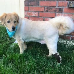 Unbranded Mimigo Dog Rear Leg Brace Version Longue Jarret Canin Enveloppe Avec Sangles Réfléchissantes De Sécurité Pour La Protection Contre Les Blessures Et Les Entorses, La Cicatrisation Des Plaies Et La Perte De Sta -Pet Soin 636906545 max