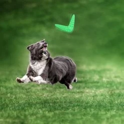 Unbranded 2 Pcs Dog Boomerang Caoutchouc Outdoor Dog Training Toy Easy Exercise Play Chew Flyer Pour Pupp 7 Unbranded 2 Pcs Dog Boomerang Caoutchouc Outdoor Dog Training Toy Easy Exercise Play Chew Flyer Pour Pupp -Pet Soin 639759153 max