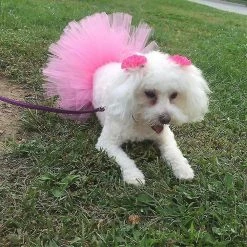 Jccc Rose Pet Dog Cat Costume Tutu Outfit Animal Halloween Party Tulle Jupe 5 Jccc Rose Pet Dog Cat Costume Tutu Outfit Animal Halloween Party Tulle Jupe -Pet Soin 659177746 max