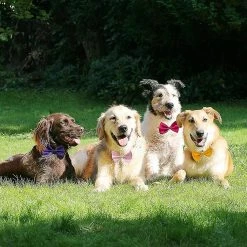 Unbranded Amajiji Formal Dog Bow Tie Pour Chiens Moyens Et Grands Livraison Gratuite -Pet Soin 662402239 max