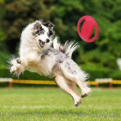 Liangnv Jouet à Disque Volant De Chien, Healwe Rubber Dog Resistant Outdoor Training Recovery -Pet Soin 664154061 max
