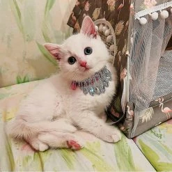 Unbranded Bling Strass Dog Collar Soft Réglable Diamond Pendentif Crystal Puppy Cat Collars Gem Strass Pet Collar Pet Supplies-s 9 Unbranded Bling Strass Dog Collar Soft Réglable Diamond Pendentif Crystal Puppy Cat Collars Gem Strass Pet Collar Pet Supplies-s -Pet Soin 665616631 max