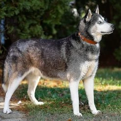 Unbranded Airtag Dog Collar, Réglable En Cuir De Vachette Naturelle Dog Collar Stand Compatible Avec Airtag, Compatible Avec Les Petits Chats De Chien Moyen Et Grand, S, Marron -Pet Soin 701735369 max