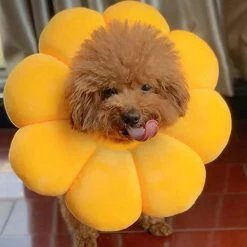 Daka Dog Cone Collar Pet E-collar Recovery Pet Cone Collarm Jaune) -Pet Soin 701840048 max