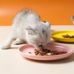Shlyl Ceramic Cat Food Bowl Ceramic Pet Bowl Shallow Mouth Cat Plate Cat Food Bowl Cat Dog Pet Kitten Water Plate Pet Plate 3 Pieces Green Yellow Pink 7 Shlyl Ceramic Cat Food Bowl Ceramic Pet Bowl Shallow Mouth Cat Plate Cat Food Bowl Cat Dog Pet Kitten Water Plate Pet Plate 3 Pieces Green Yellow Pink -Pet Soin 710783327 max