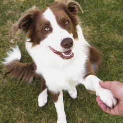 Unbranded Cat Dog Professional Pet Stain, Hair Dye Cream Coloring Agent, Safe Hair Dye, Pet Grooming Hair Coloring Dyes Pigment Agent Suppliesgray Brown -Pet Soin 713462367 max