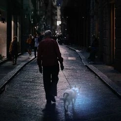 Shlyl 1pc Dog Collar Light - Rechargeable Puppy Collar, Light Up Pet Collar Pour Petits Chiens Moyens à Grands -Pet Soin 715098487 max