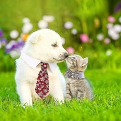 Unbranded Pet Tie Dog Tie Réglable Costume Dog Collar Ties Party Accessoires Costume De Noël -Pet Soin 721530756 max