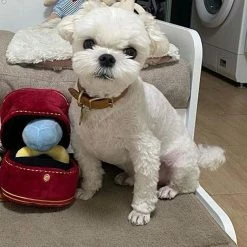 Kry Ring Box Peluche Toy Love Case Stuffed Pet Chew Toy Sounds Puppies Kids Soft Dog Interested Toys -Pet Soin 725757945 max