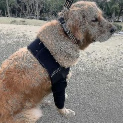 Luluzhu Respirant Dog Elbow Brace Protect Pads Pour Canine Elbow Et Shoulder Support Elbow Hygroma, Dysplasie, Arthrose, Dégagement Des Callosités Du Coude Sal -Pet Soin 727326001 max