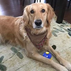 Luluzhu Cloche Pour Animaux De Compagnie, 2 Pack Metal Bell Dog Training Avec Fonds En Caoutchouc Antidérapants Cloche De Porte Pour Chien Pour PotTy Training Ring Pet Tool Dispositif De Communication Pour -Pet Soin 729344534 max