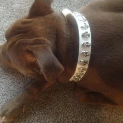 Unbranded Pet Dog Pu Collier En Cuir Sangle Cool Cool Skull Inlay Réglable Soft Dog Collier Collier 9 Unbranded Pet Dog Pu Collier En Cuir Sangle Cool Cool Skull Inlay Réglable Soft Dog Collier Collier -Pet Soin 736522758 max