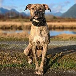 Unbranded Dogs Kingdom Leather Black Spiked Studded Dog Collar 2 » De Large, Collier Boxer -Pet Soin 736535052 max