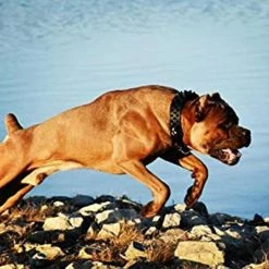 Unbranded Dogs Kingdom Leather Black Spiked Studded Dog Collar 2 » De Large, Collier Boxer -Pet Soin 736535253 max