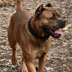 Unbranded Dogs Kingdom Leather Black Spiked Studded Dog Collar 2 » De Large, Collier Boxer -Pet Soin 736535437 max