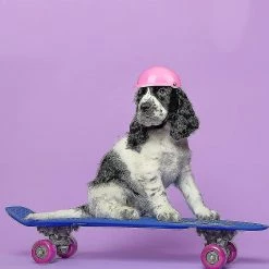 Unbranded Chien De Compagnie Dog Doggie Hardhat Pour Chiot Chihuahua Chiens Aveugles Conduite De Motos Vélo Activités De Plein Air Pour Protéger La Tête Imperméable à L’eau Supplie 6 Unbranded Chien De Compagnie Dog Doggie Hardhat Pour Chiot Chihuahua Chiens Aveugles Conduite De Motos Vélo Activités De Plein Air Pour Protéger La Tête Imperméable à L’eau Supplie -Pet Soin 754042618 max