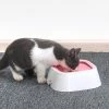 Huasi Pet Dog Cat Water Bowl Distributeur D’eau Anti-renversement Anti-éclaboussures