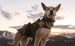 Unbranded Dog Collar For Large Dogs Wide Tactical Collars With For Extra Large Breed Dogs , Thick Puppy Collar Nylon B 7 Unbranded Dog Collar For Large Dogs Wide Tactical Collars With For Extra Large Breed Dogs , Thick Puppy Collar Nylon B -Pet Soin 763017052 max