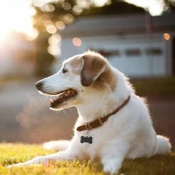 LetsGO Dog And Cat Id Tag Personnalisé Gravure Recto-verso Acier Inoxydable En Forme D’os Prénom Pet Tag Adresse Tel(black) -Pet Soin 763858452 max