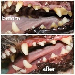 Unbranded Pet Spray Dog Soins Bucco-dentaires Mauvaise Haleine Dents Nettoyage Haleine Assainisseur De Plaque Détrait -Pet Soin 769260697 max