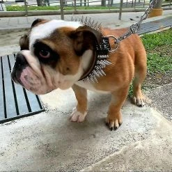 Unbranded Fash Y Pit Dog Collar Leash Morsure En Laisse -Pet Soin 772148135 max