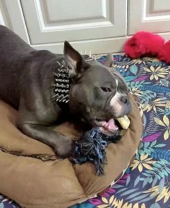 Unbranded Fash Y Pit Dog Collar Leash Morsure En Laisse -Pet Soin 772148311 max