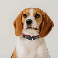 Unbranded Farfi Pet Traction Collar Respirant Net Yarn Break Away Réglable Reflective Collar Dog Traction Tool Pour Chiens De Taille Moyenne -Pet Soin 814235238 max