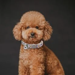 Unbranded Farfi Dog Collar Adjustable Dress Up Soft Flower Print Bell Cat Collar Dog Supplies -Pet Soin 814260828 max