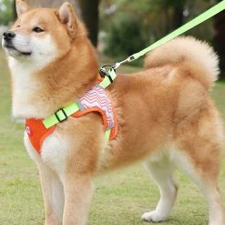 Unbranded Chiens Harnais Pet Chest Leash Dog Walking Running Rope Harness Dog Walking Gear 7 Unbranded Chiens Harnais Pet Chest Leash Dog Walking Running Rope Harness Dog Walking Gear -Pet Soin 837676680 max 1