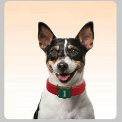 Unbranded Silicone Tracker Case Dog Cat Collar Gps Finder Colorful Protective Case 9 Unbranded Silicone Tracker Case Dog Cat Collar Gps Finder Colorful Protective Case -Pet Soin 837677569 max