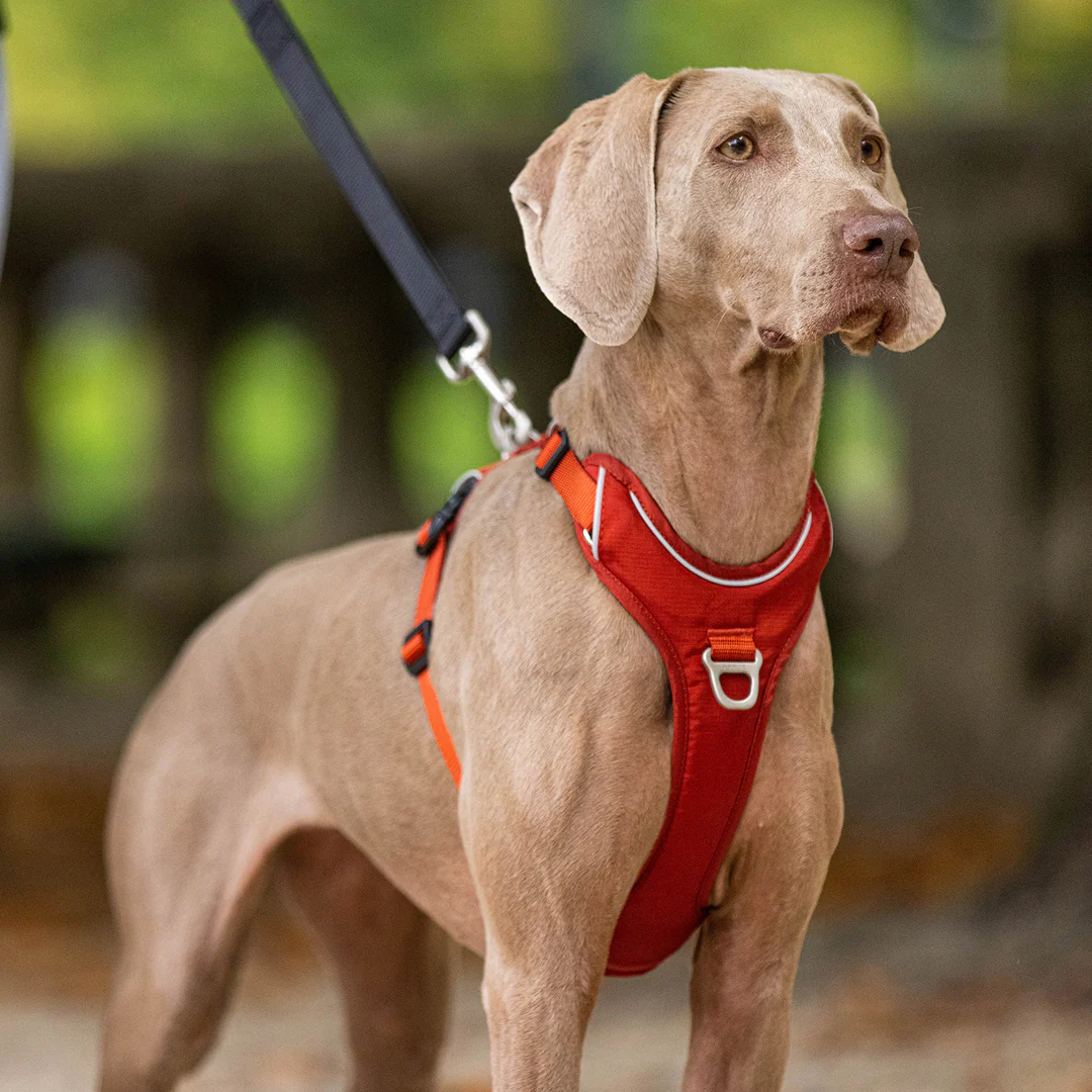 Pet Soin 35 Pet Soin -Pet Soin harnais momentum chien kyflie